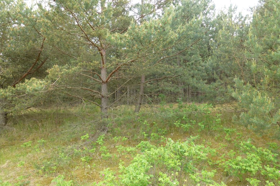 File:Wyspa Sobieszewska, Gdańsk, Poland - panoramio (36).jpg