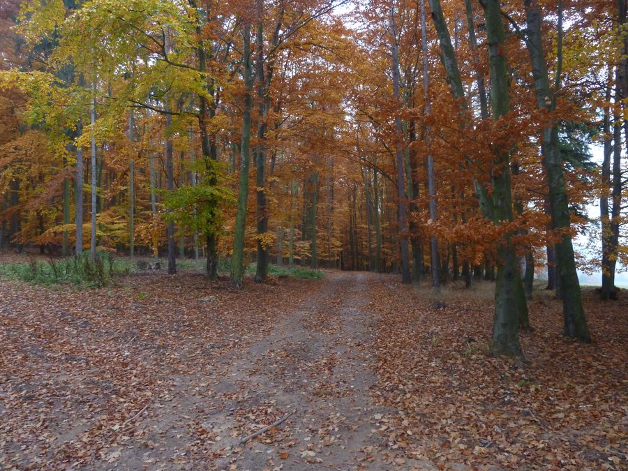 File:Nedrahovice, lesní cesta, 2011.jpg