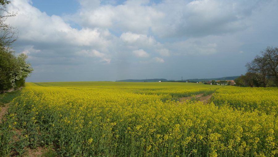 File:Drahenice – Draheničky, pole, 2011.jpg
