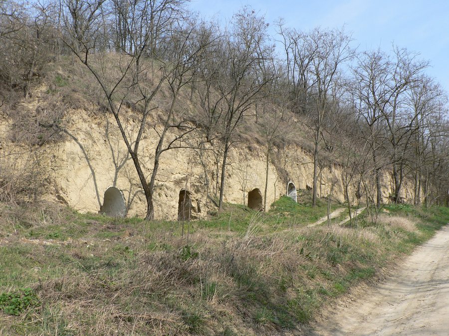 File:Löszbevájt pincesor.jpg