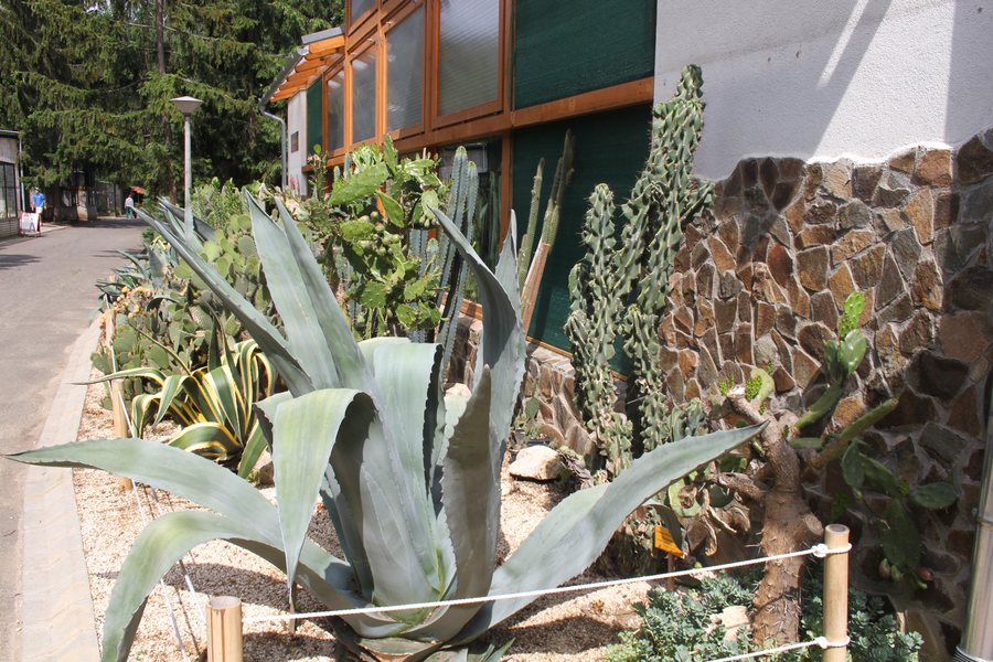 File:Nyíregyháza Zoo, succulents-6.jpg