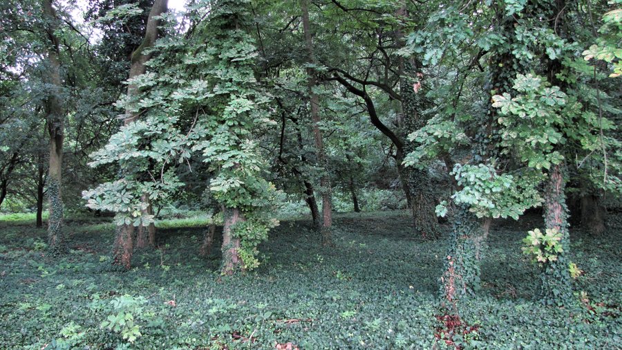 File:Előszállás, Cifrakert.jpg