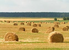 Польша, поле весной