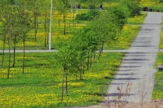 Молодые деревья на улице в Минске